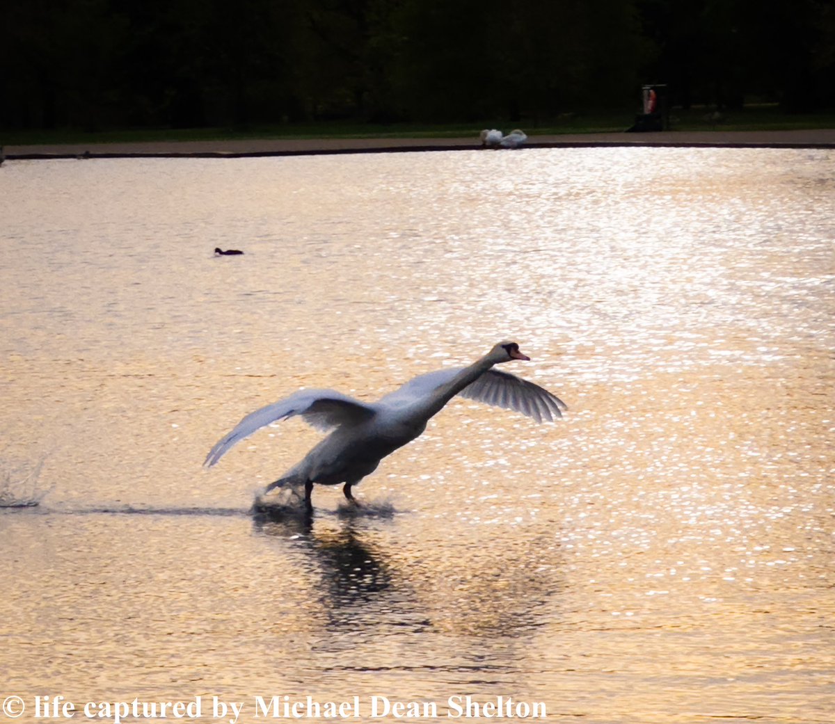 michaeldean0116's tweet photo. Swan Sunrise Takeoff
Round Pond at Kensington Gardens
London, United Kingdom
April 12th 2024
#photography #travel #travelphotography #kensingtongardens #roundpond #london #unitedkingdom #britain #naturephotography #nature #sunrise #reflection #swan #wildlife https://t.co/oibfCpdRmt