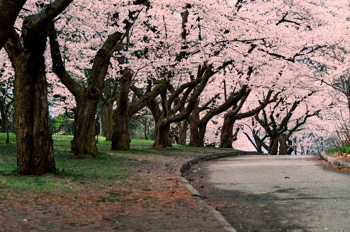 spring time bloom _sakura #bloom #spring  #サクラ #floral #capture #scent #walk in the park time #桃