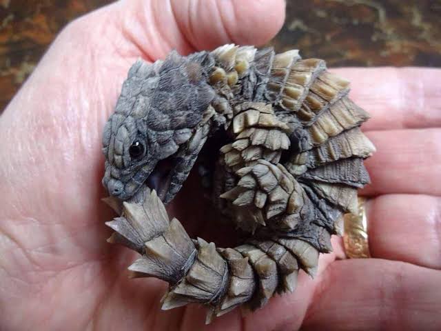 lyksdoesart's tweet photo. @LFirelord Thanks! This is an earlier concept of Obol, borrowing some inspo from Ark's thorny dragon and armadillo gilded lizards! This didn't match the hunter vibe of the character though (imagine seeing THIS guy carve spears out of bone!), so I made him sleeker in the final. https://t.co/0qcIcdU2yX