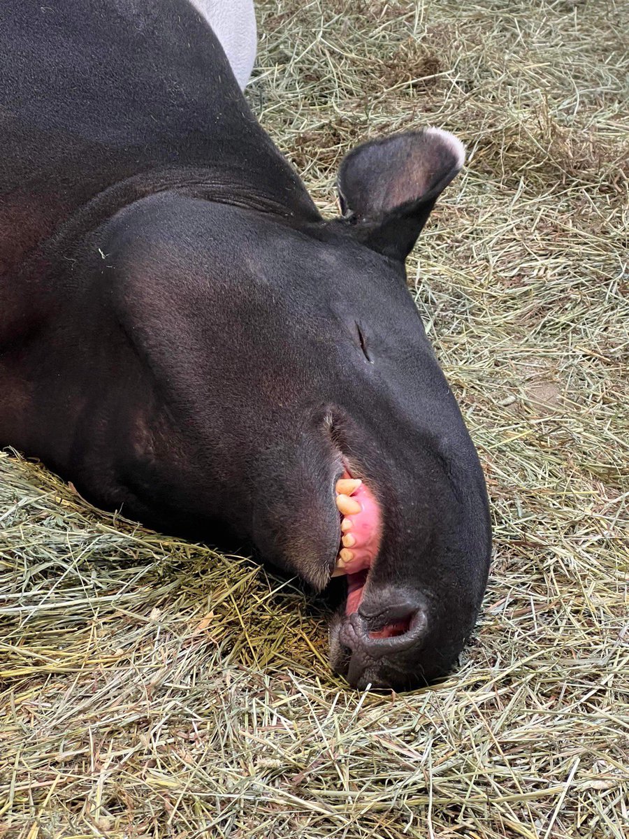 Baku the tapir enjoying a Sunday snooze! 💤 📸: Keeper Katie