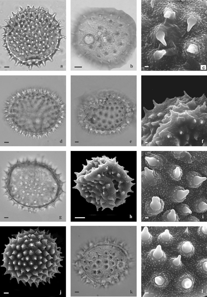 #Pollen #morphology of Wissadula Medik. (#Malvaceae: Malvoideae) in #Brazil doi.org/10.1007/s40415…