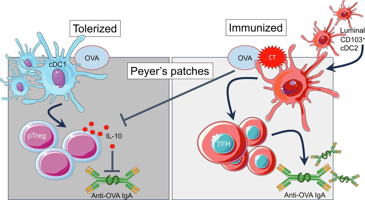 Migratory CD103+CD11b+ cDC2s in Peyer’s patches are critical for gut IgA responses following oral immunization in this work from <a href="/BemarkMats/">Mats Bemark</a> and colleagues: 
mucosalimmunology.org/article/S1933-…