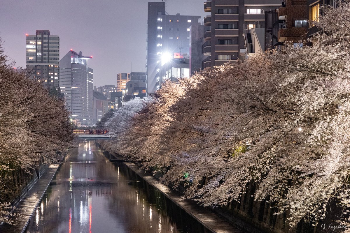 rankepics's tweet photo. 目黒川夜桜 https://t.co/DROQ6wTzUN