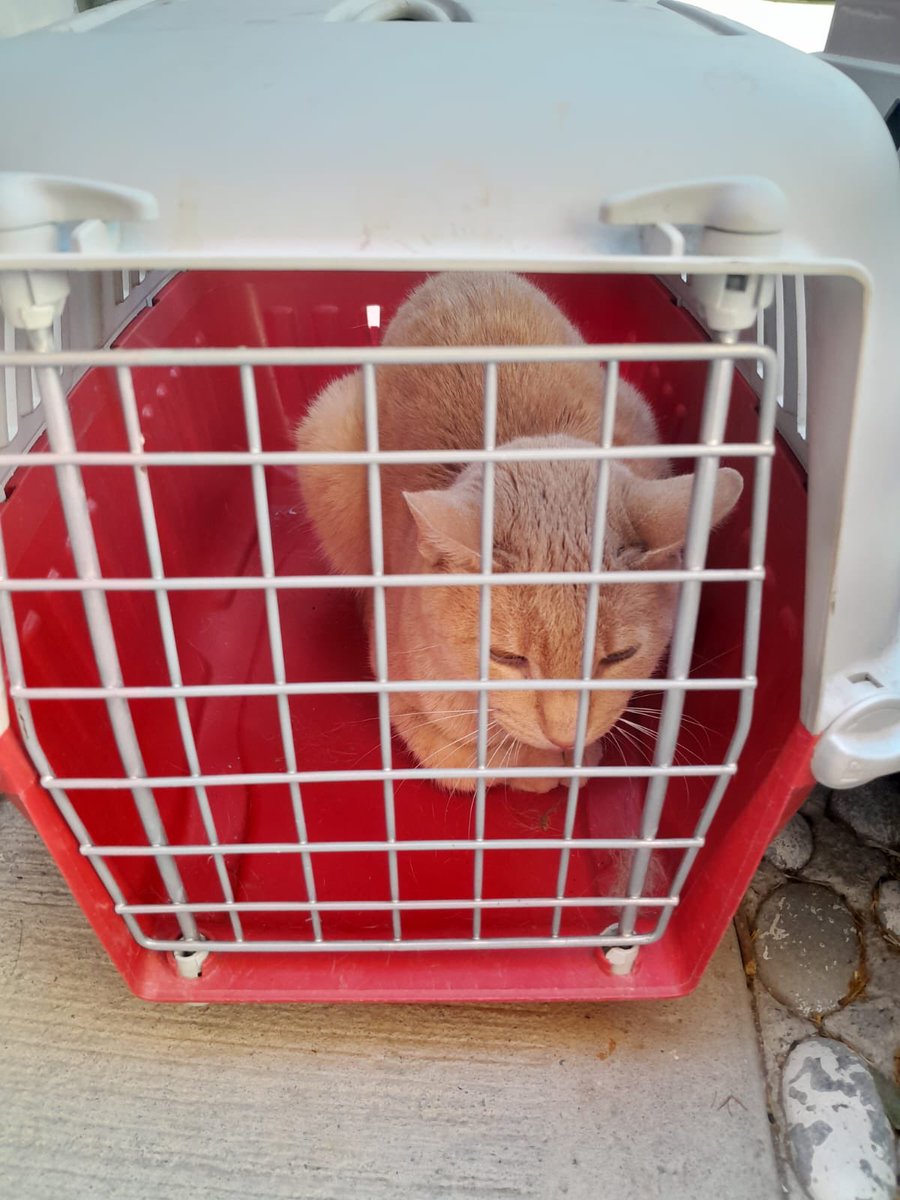 Ari_Arciniega6's tweet photo. Por favor Solicitamos de su apoyo para brindar resguardo u hogar 🏡 definitivo para éste bello minino quien fue abandonado a su Suerte , es muy bello y Tranquilo , si Alguien en su hogar y en su corazón desean brindarle un espacio Favor de contactar a @ ApoyoCroqueton 
Gracias✨ https://t.co/slN1ZJtpXp