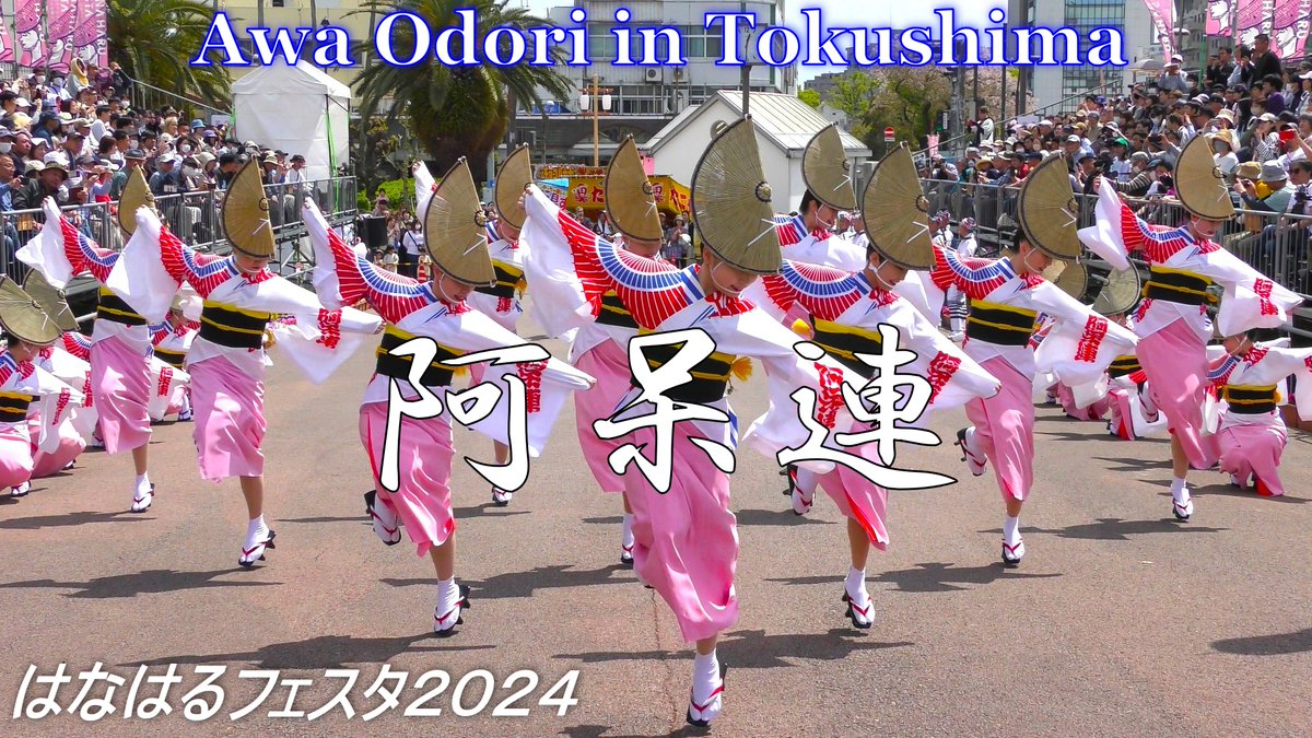 orangepomchanel's tweet photo. 【徳島阿波踊り】踊り見るなら👀【阿呆連】✨
はなはるフェスタ2024🌺
[Tokushima Awa Odori] 
If you want to see the dance 👀 [Ahouren] 🌺

プレミアライブ🎀 4月16日（火）20：40～
動画リンク
https://t.co/TXNIhN2MpH https://t.co/iOBtcdaWgl