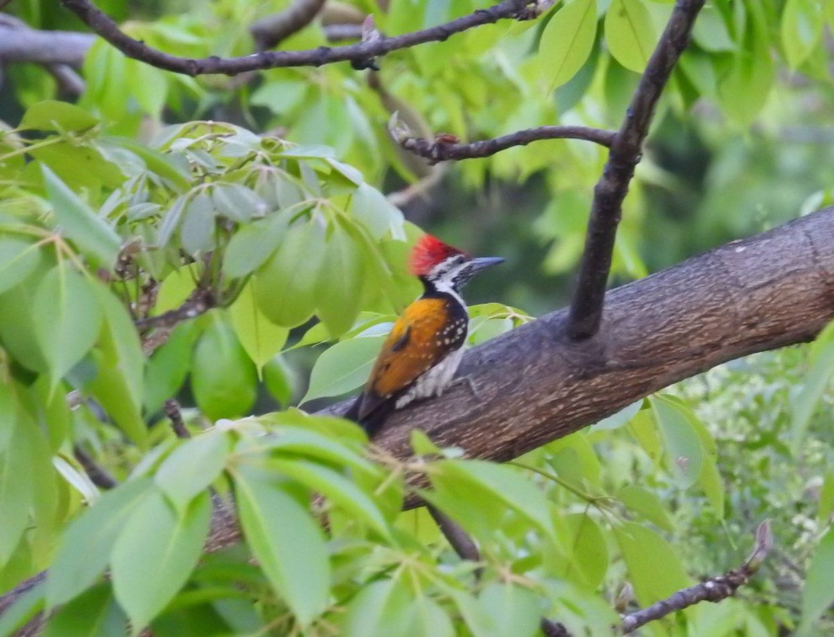 It’s always Woodpecker season. Rufous woodpecker (Assam) Black-rumped flameback (Delhi) #indiaves