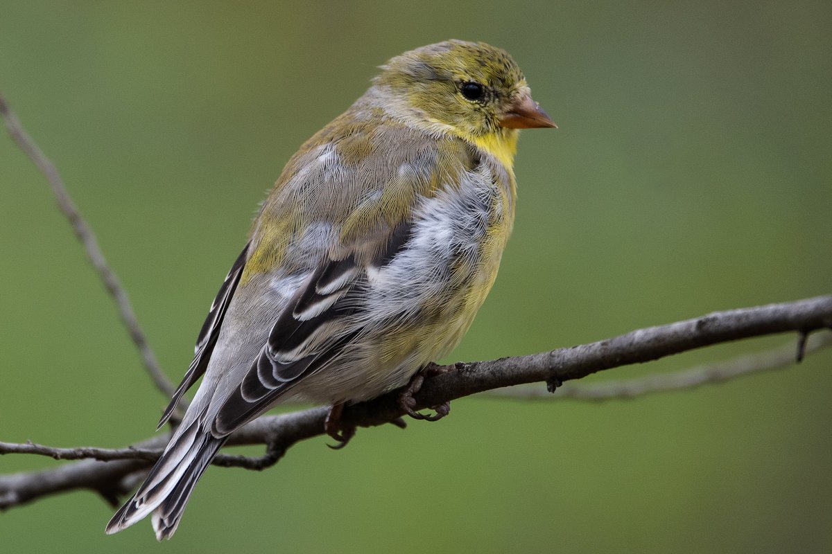 American Goldfinch at Evodia Field today #birdcpp