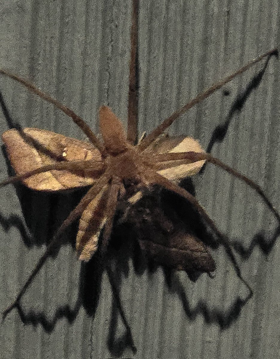This spider is about the size of the palm of my hand, which I do not have small hands at all. It was freaking huge! So, I had to capture a photo. This was at 10X Zoom.