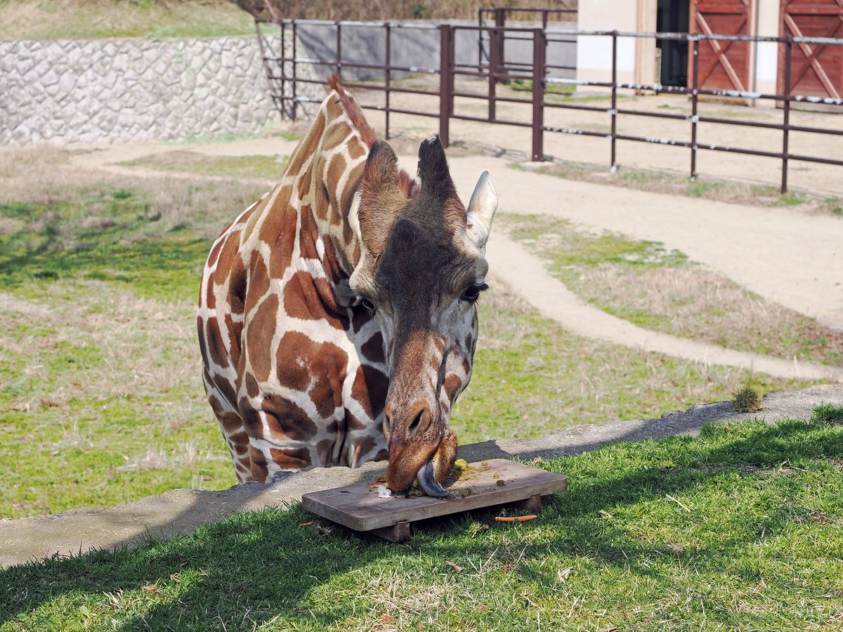 omoriyama_zoo tweet picture