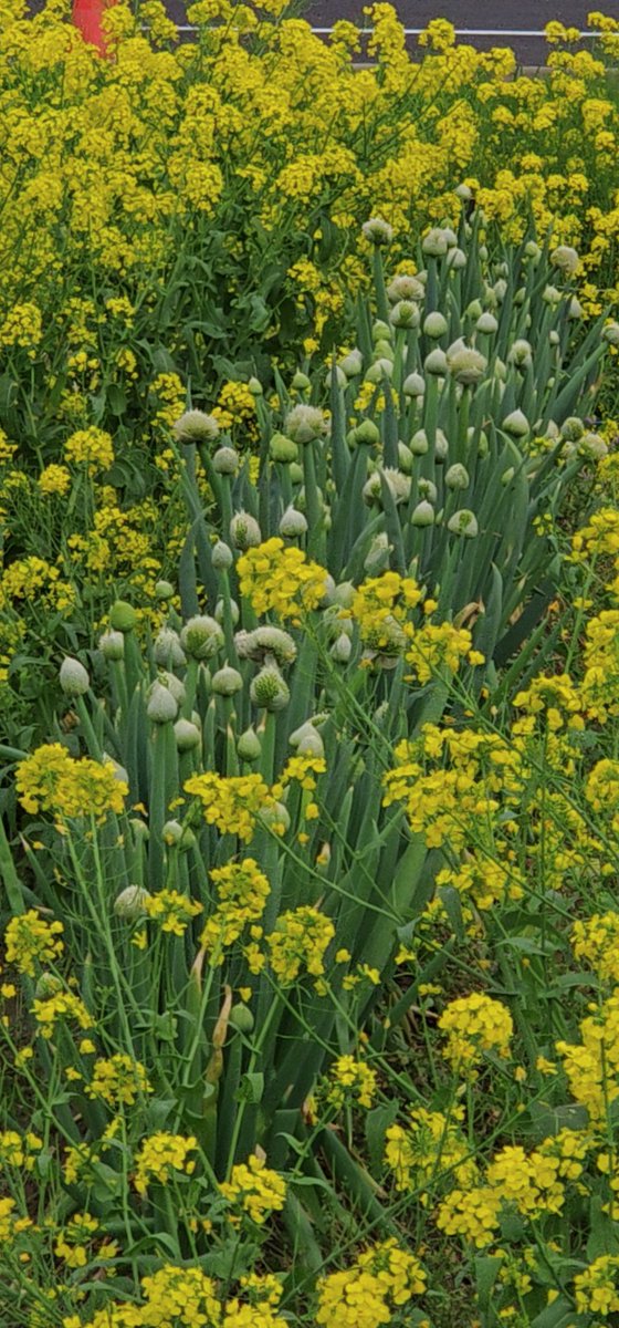 こんにちは😊
今日も店舗の方に出勤してます🩷
10時〜16時まで
12時～14時空きありますので
もしお時間ありましたら是非遊びに来てね〜
ご予約DMから店舗お知らせします😃
 #川崎 #店舗型