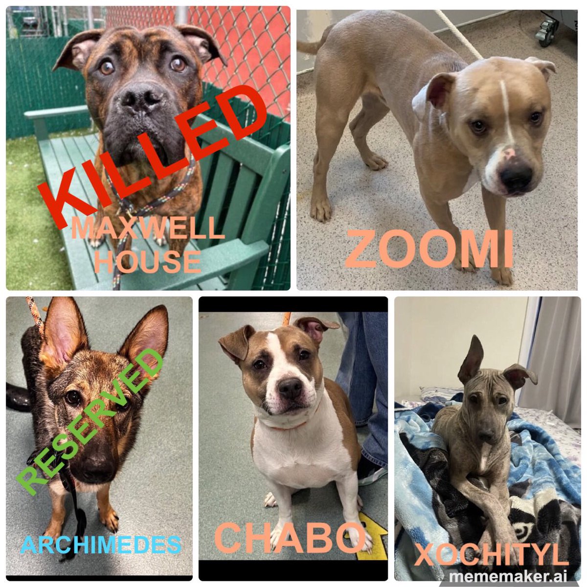 🆘🆘LAST CALL #NYCACC ACTIVE KILL ☠️COMMANDS #FostersSavesLives ❤️‍🩹ZOOMI 3yrs ❤️‍🩹CHABO 4yrs ❤️‍🩹XOCHITYL 1yr PLEASE #RT #PLEDGE #FOSTER 📧nycdogslivesmatter@gmail.com DM @notthesameone2