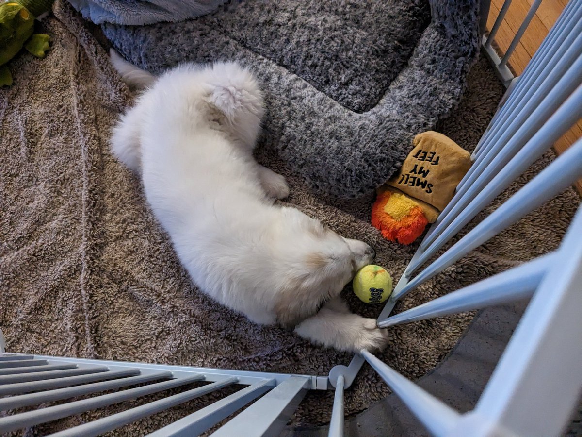 Baby polar bear has returned. She doesn't know how to eat big kid food very well yet. She's the runt so it makes sense she's a little delayed there.