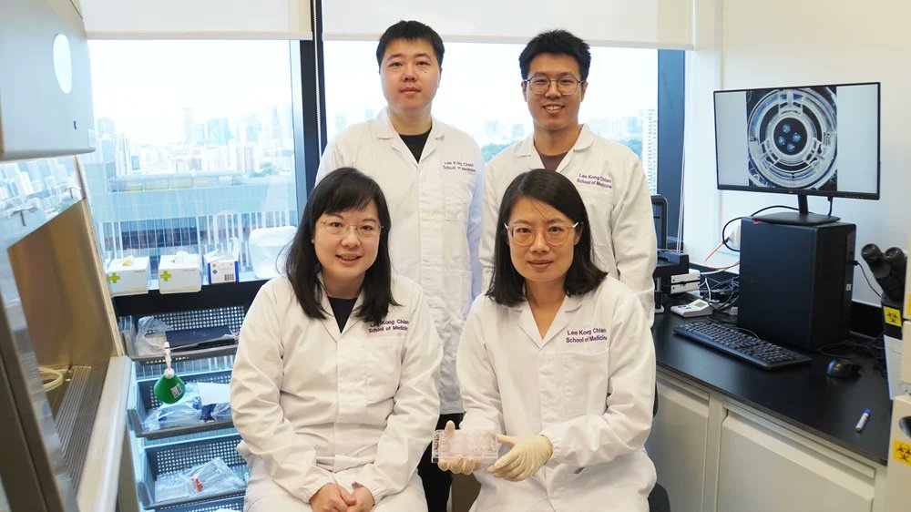 Explore groundbreaking PKD research from LKCMedicine, led by Profs Xia Yun and Foo Jia Nee. Their team discovered a novel therapeutic avenue using kidney organoids, uncovering likely intervention target. Published in @CellStemCell doi.org/10.1016/j.stem… #PKDResearch #LKCMedicine