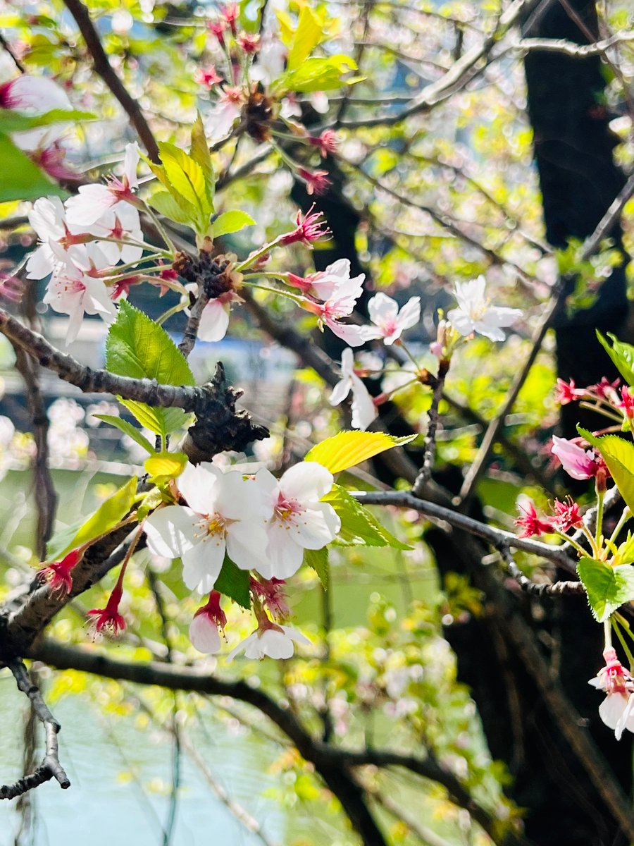 桜の写真を撮ろうと思っていましたがもう大分お花が少なくなっちゃっった!
桜散る 儚さ 詫び鯖び マスト死…🌸 