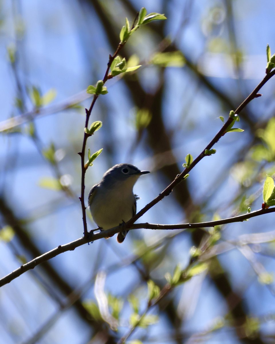Blue-grey gnatcatcher, just chillin' and waiting for those gnats to digest.