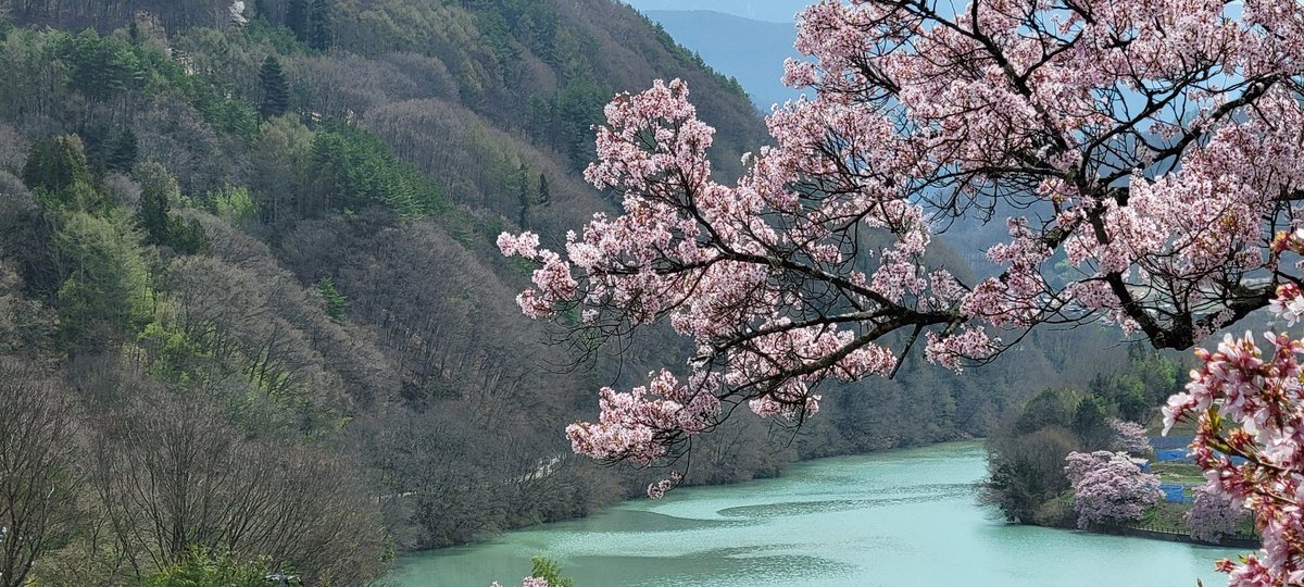 桜と湖！
