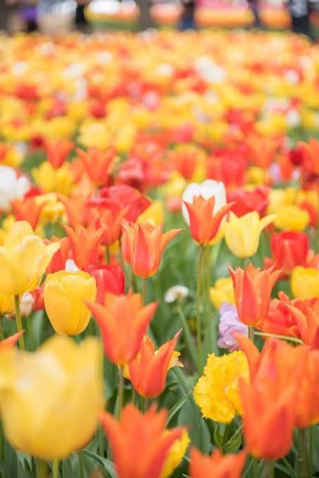 🧡✨🧡✨🧡✨🧡
       🌹•*¨*•...🌺..｡.:*🌷

暑くなってますね🩷💕

素敵な月曜日を🌺🌸🤗

🌼💝🌼✽.｡.:*・ﾟ💗🌸💗✽.｡.:*・ﾟ🌼💝🌼✽.｡.:*・ﾟ💗🌸💗✽.｡.:*・ﾟ