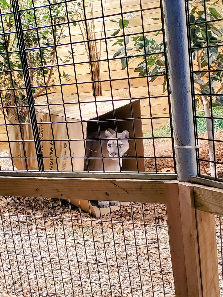 I'll be back to work on commissions soon! In the meantime-- i had a great weekend with my friends :) we got to go places and see and smell So many things! Like this Puma In A Box