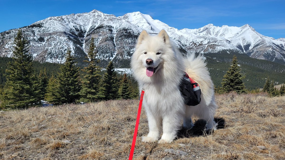 What a beautiful Spring day in Kananaskis. Nova started wearing his pack again to carry water for summer hikes and get conditioned for backpacking season.
#Kananaskis #Hiking