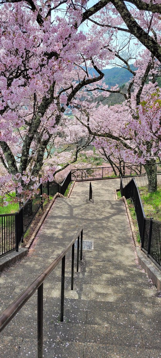 桜のトンネル！