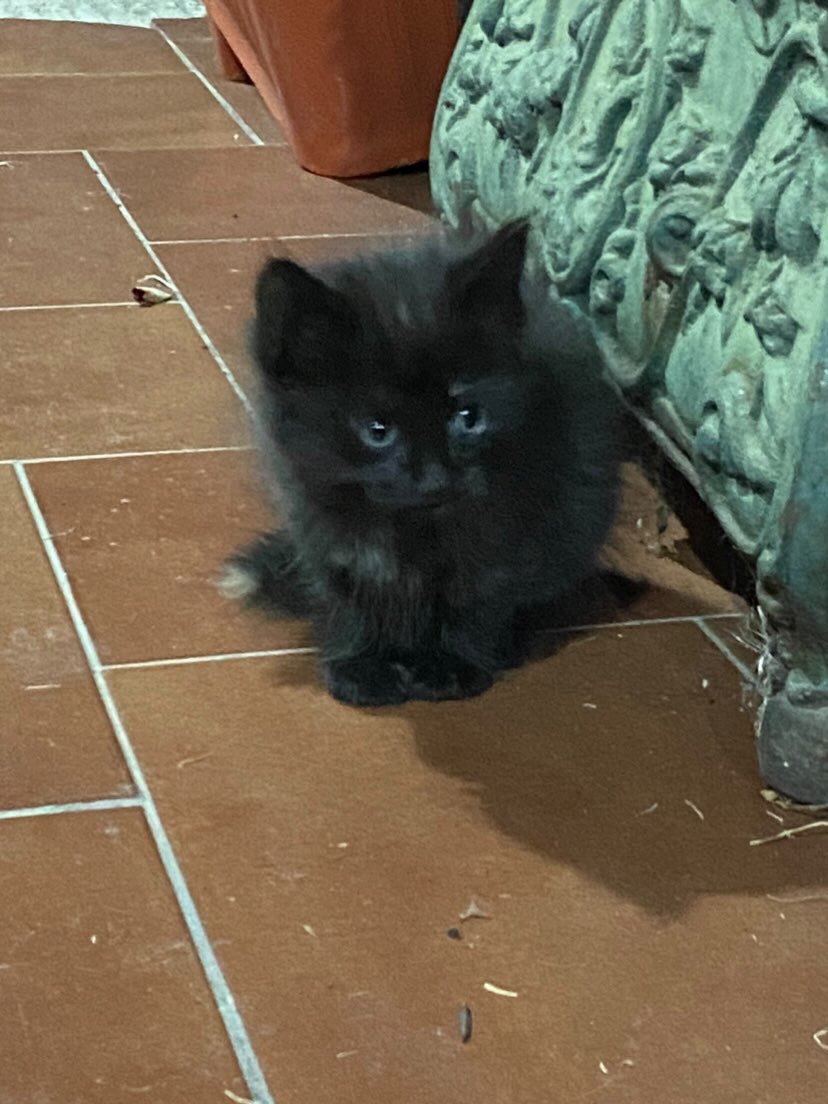 cat tweet media