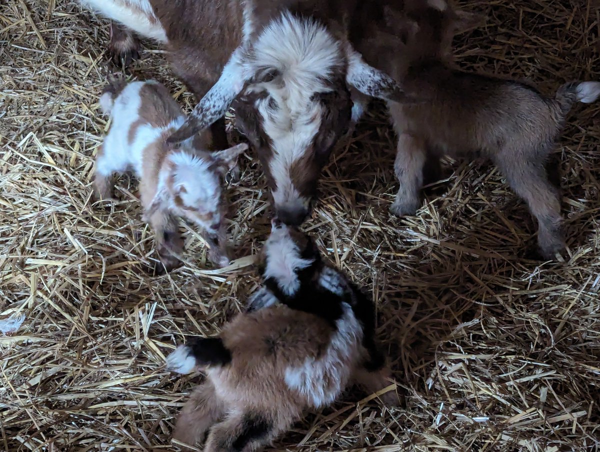 One of our goats, Dixie, had FIVE bucklings this afternoon.
#babygoats #FarmLife #goats