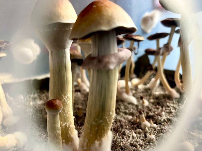 shroomsdaddy's tweet photo. SHROOMS inspires wonderful creations

We are happy you found us

🍄🍄🍄 https://t.co/Z92ijpMWbJ