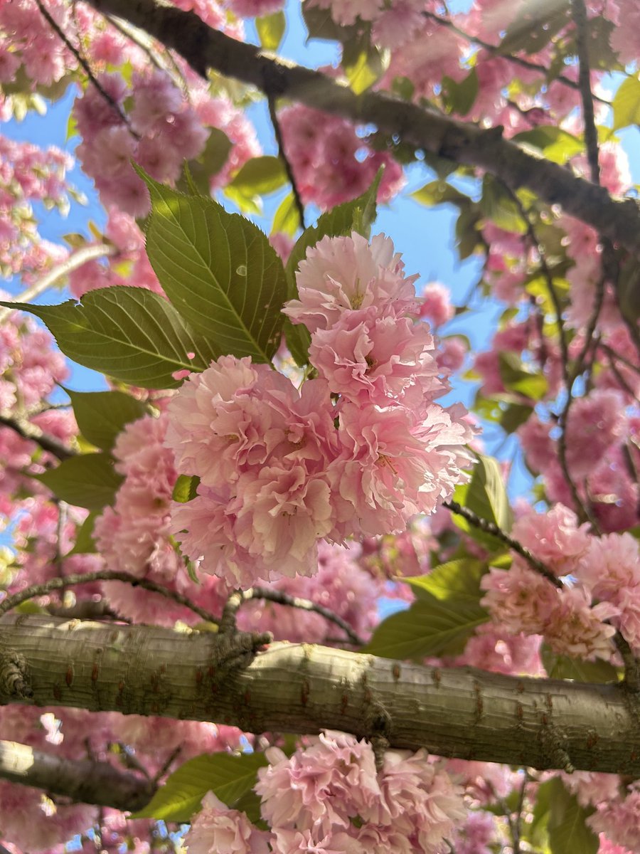 The cherry blossoms did not disappoint!