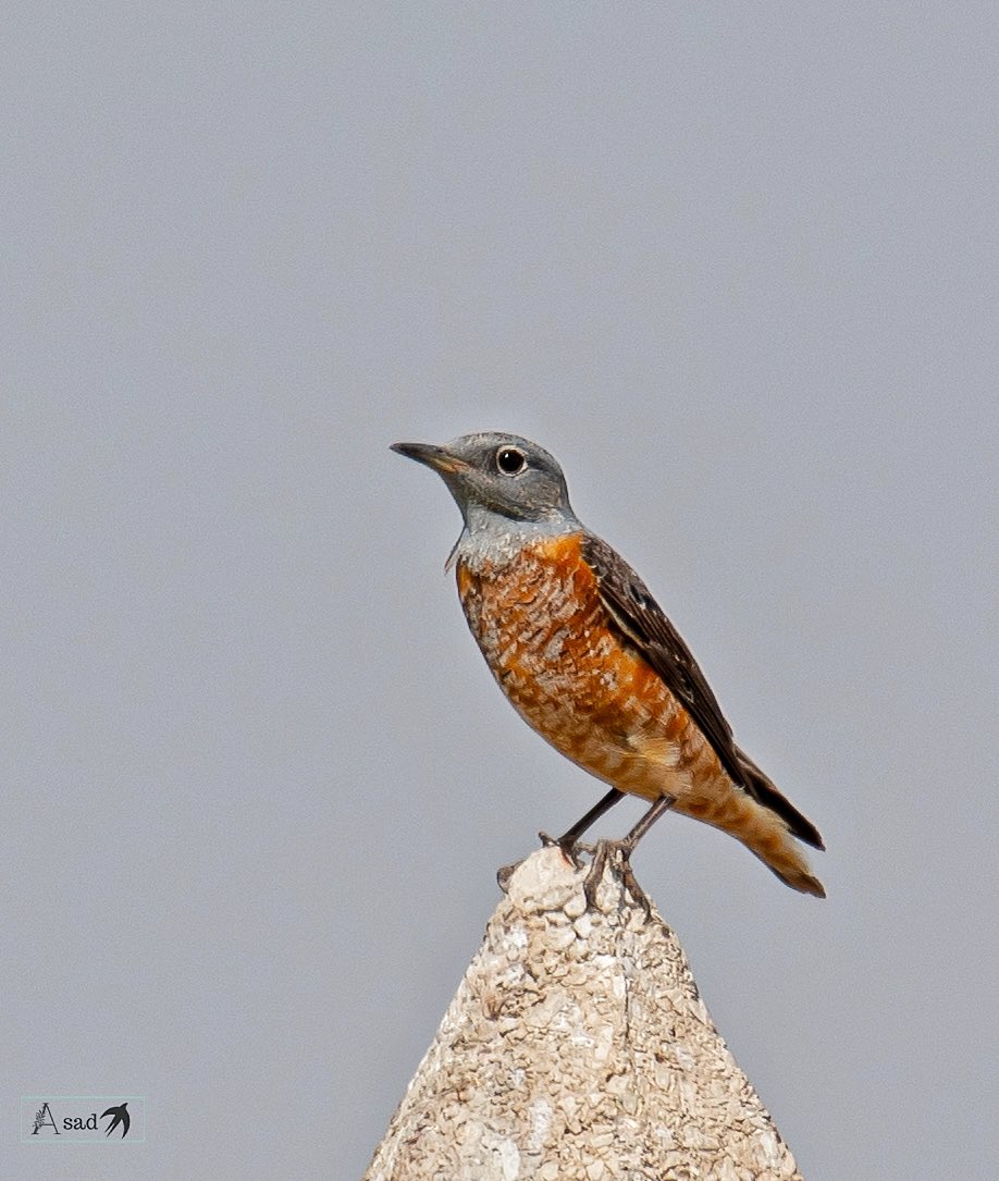 I saw this common rock thrush on my return journey from UAE to Oman, interestingly the bird too was on its return journey as a passage migrant from its wintering grounds to its native range! #IndiAves #BirdsSeenIn2024 #birdwatching #BBCWildlifePOTD #birding #BirdsOfTwitter