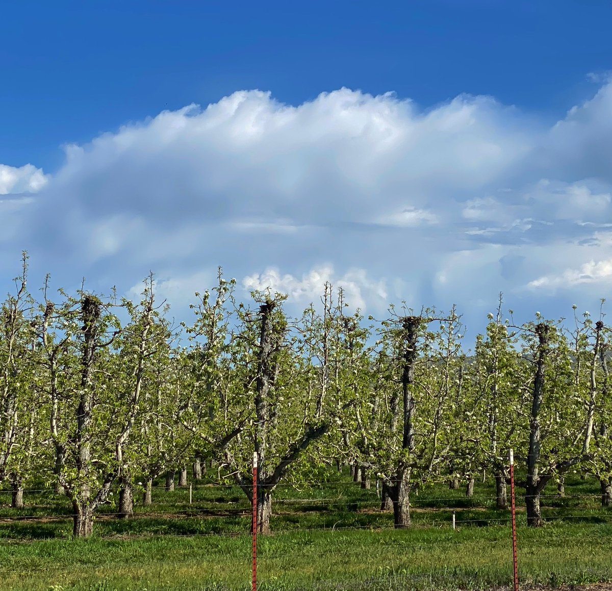 Pear orchard, afternoon, Yakima, Washington (April 2024).