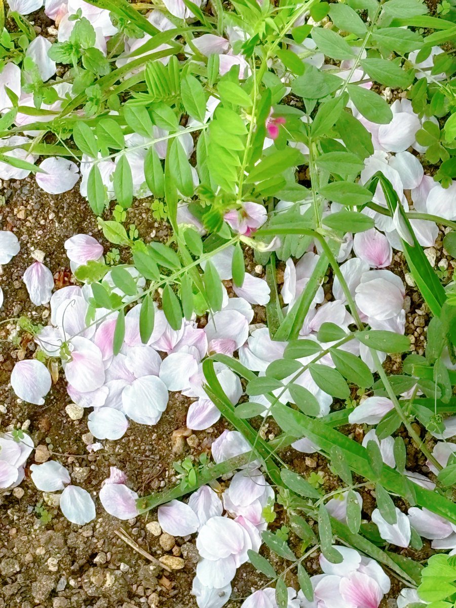 SS_Kraken's tweet photo. #桜 🌸と草花🌿
#額装のない写真展 #春2024
#TLを花でいっぱいにしよう 
#Photography
2024.04.08 https://t.co/0e1r9lsxrl