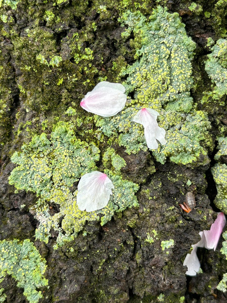 #桜 🌸と草花🌿
#額装のない写真展 #春2024
#TLを花でいっぱいにしよう 
#Photography
2024.04.08