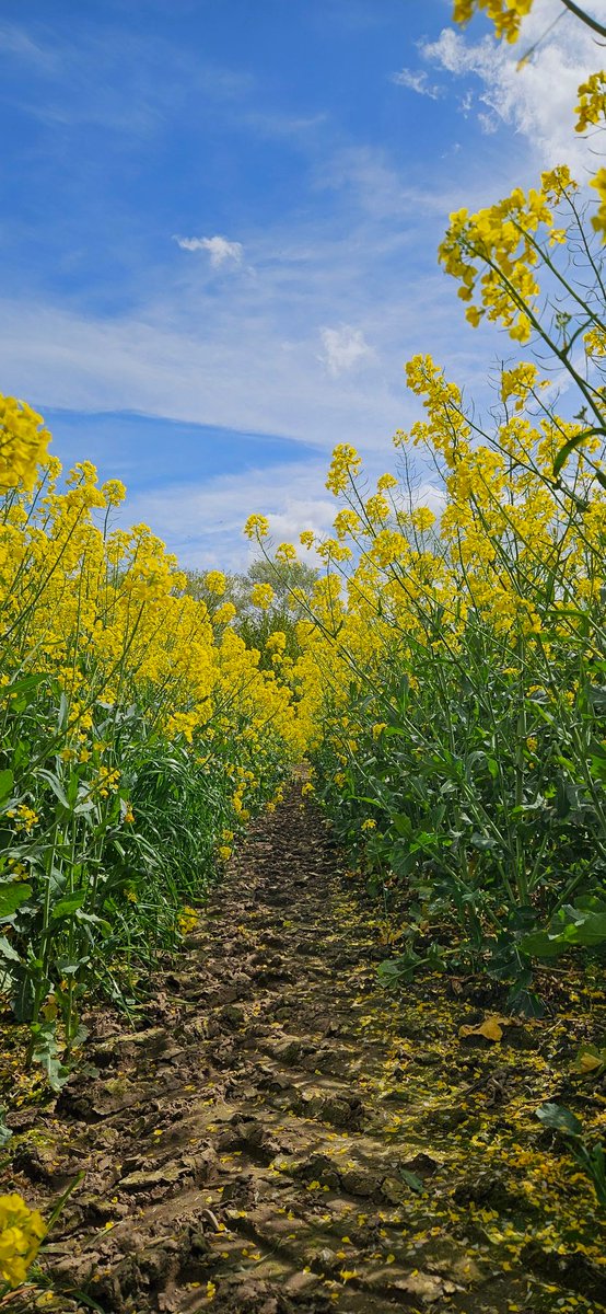 fahrraddreamer tweet picture