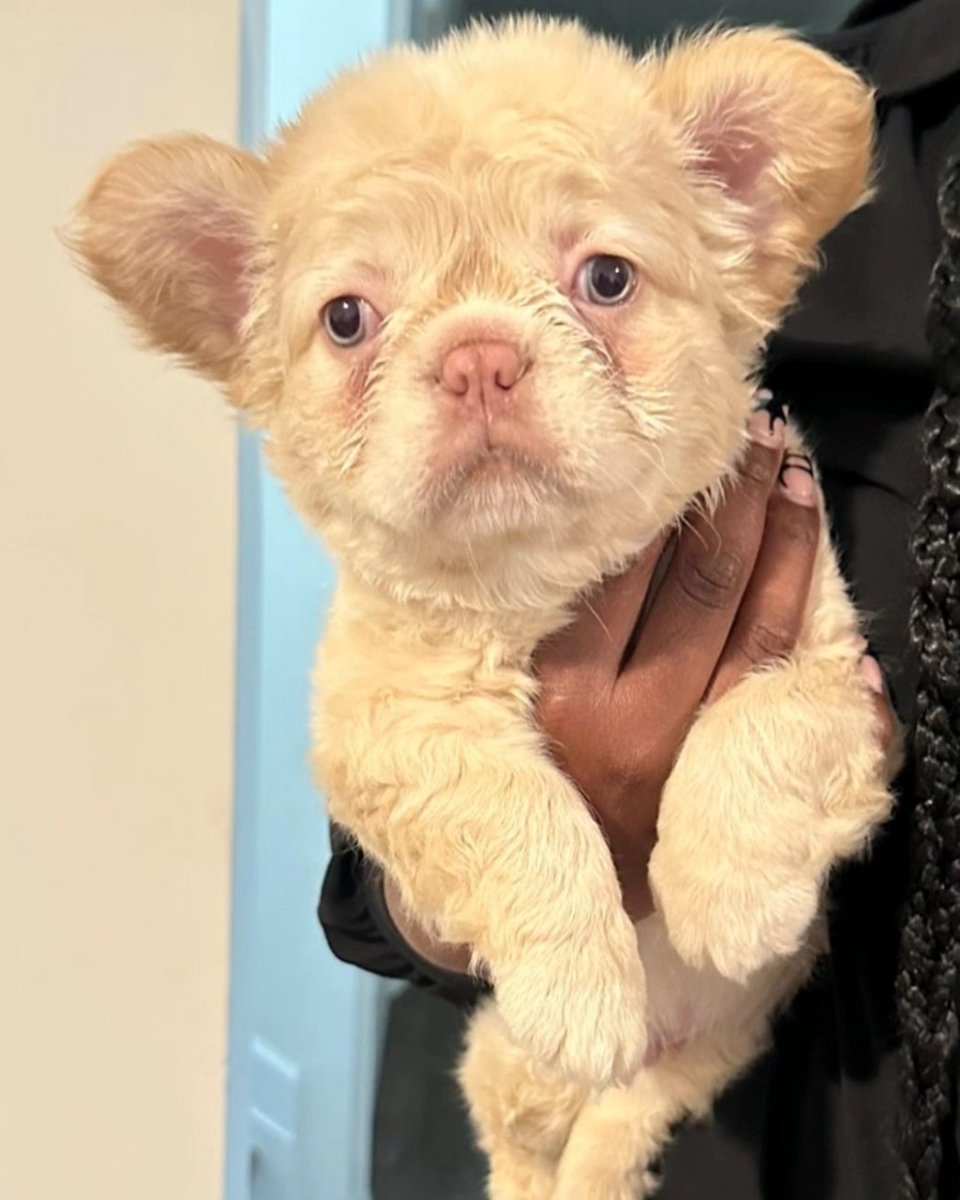 Real Life Teddy.....#fluffyfrenchie