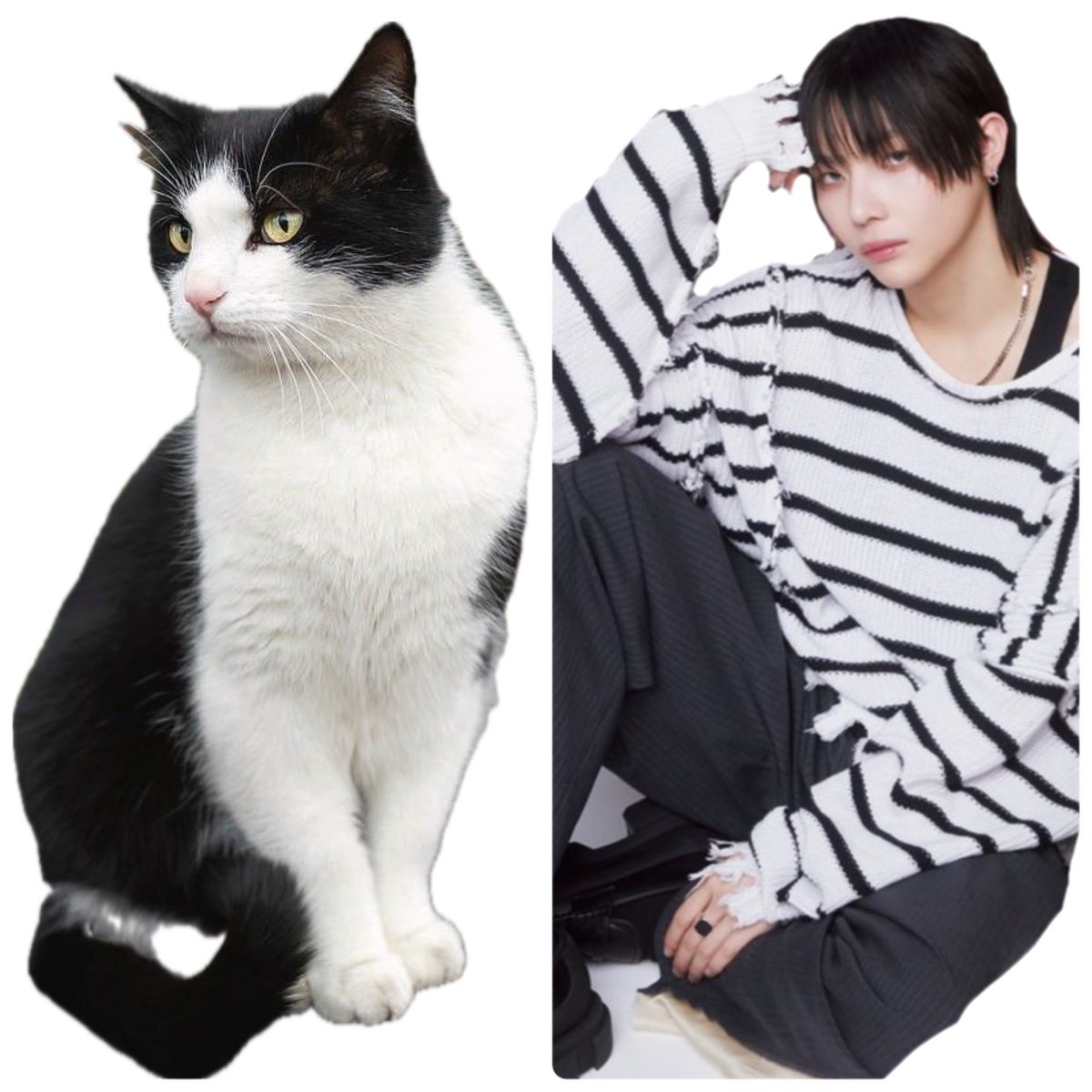 &TEAMのネコズ🐱🐱が めちゃくちゃねこちゃんで かわいい