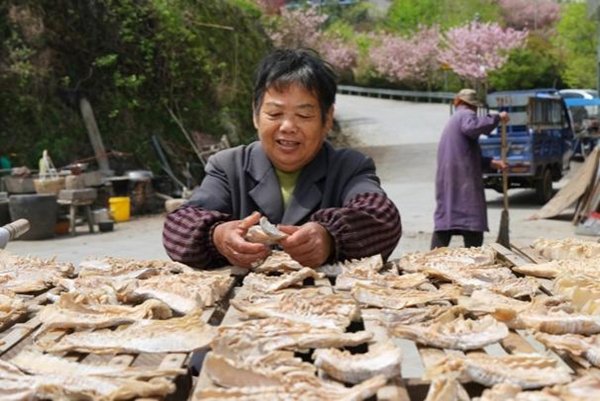 Following the Qingming Festival, residents of Zhangxi Village in Ningbo are welcoming the annual bamboo shoot drying season.