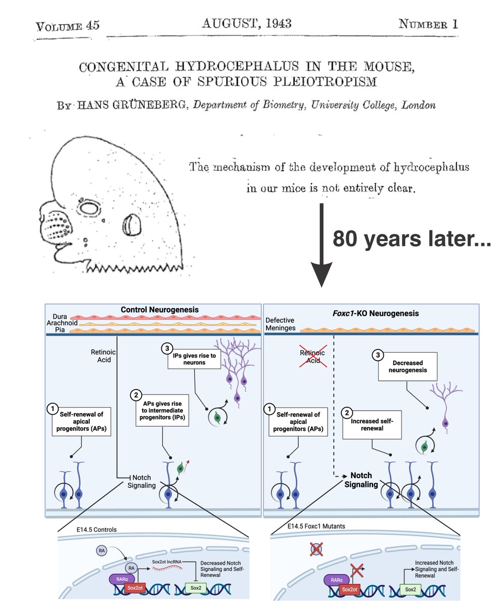 🚨 New preprint led by @ChristinaComo...the next step in our efforts to use modern day techniques to answer OLD❓about Foxc1 mutants with meninges & 🧠 defects. We identify a role for meningeal-derived retinoic acid in regulating self-renewal pathways in neural progenitors.