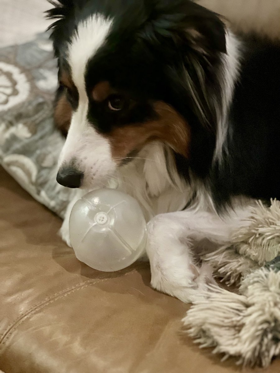 My younger son stayed over this weekend, and found Marlow’s most treasured toy underneath the bed in his room. It’s the squeaker ball from a toy she destroyed. Somehow, she protects the squeaker ball. She’s been squeaking it all day!