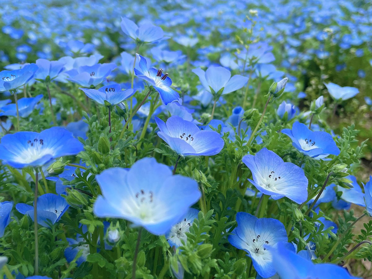 runrun252525run's tweet photo. 最近お花撮るのマイブームだから、大阪でフォトウォーク行きたい

#写真好きな人と繋がりたい
#カメラ好きな人と繋がりたい
#ファインダー越しの私の世界 https://t.co/LxQgrR5Ojl