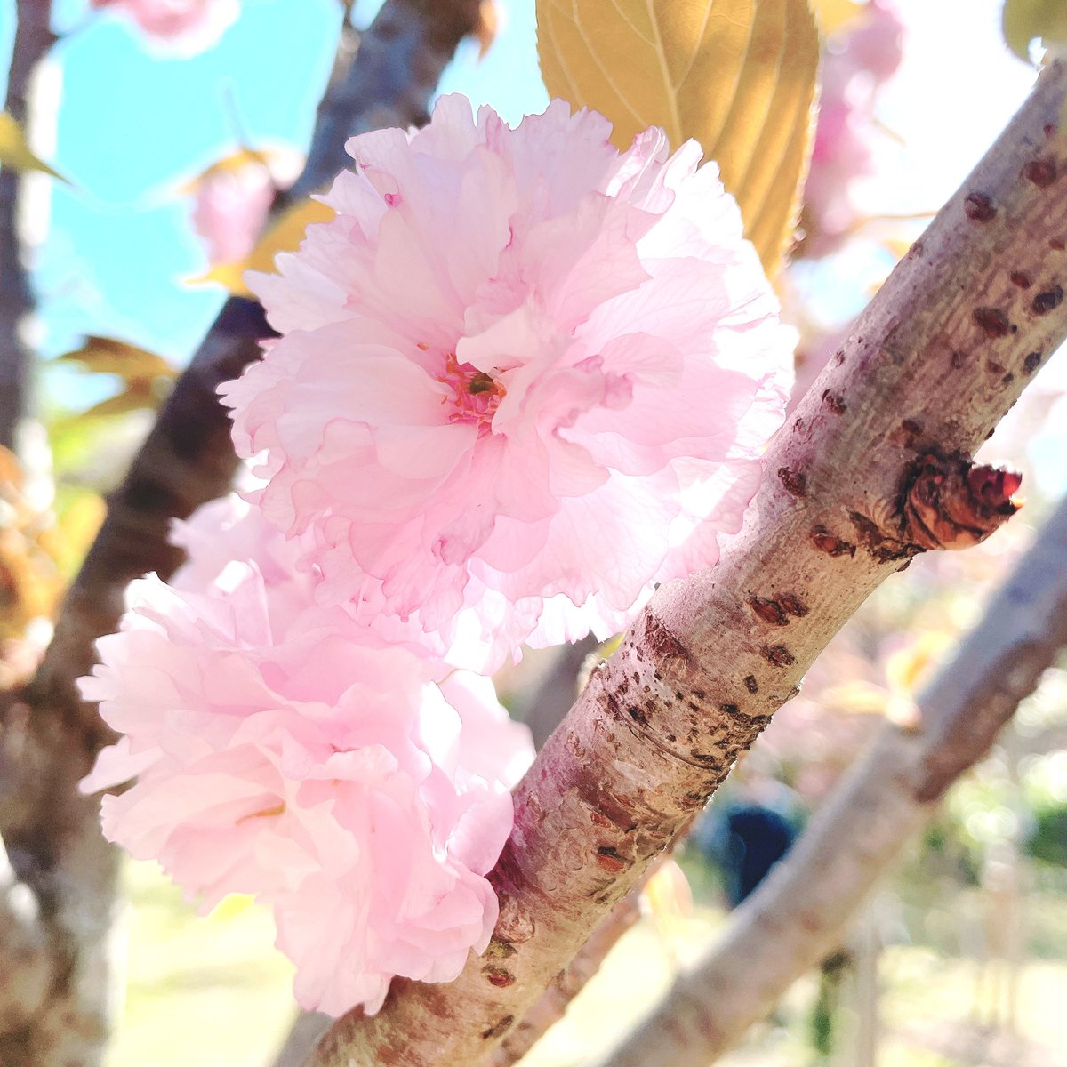 runrun252525run's tweet photo. 最近お花撮るのマイブームだから、大阪でフォトウォーク行きたい

#写真好きな人と繋がりたい
#カメラ好きな人と繋がりたい
#ファインダー越しの私の世界 https://t.co/LxQgrR5Ojl