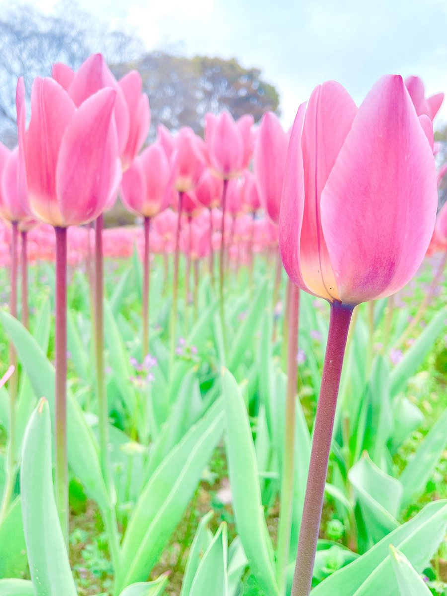 runrun252525run's tweet photo. 最近お花撮るのマイブームだから、大阪でフォトウォーク行きたい

#写真好きな人と繋がりたい
#カメラ好きな人と繋がりたい
#ファインダー越しの私の世界 https://t.co/LxQgrR5Ojl