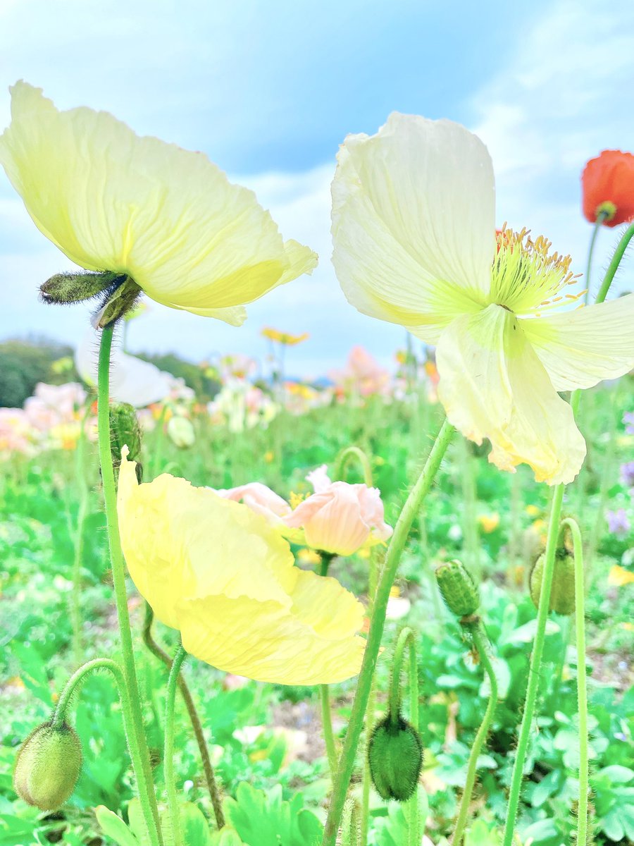 runrun252525run's tweet photo. 最近お花撮るのマイブームだから、大阪でフォトウォーク行きたい

#写真好きな人と繋がりたい
#カメラ好きな人と繋がりたい
#ファインダー越しの私の世界 https://t.co/LxQgrR5Ojl