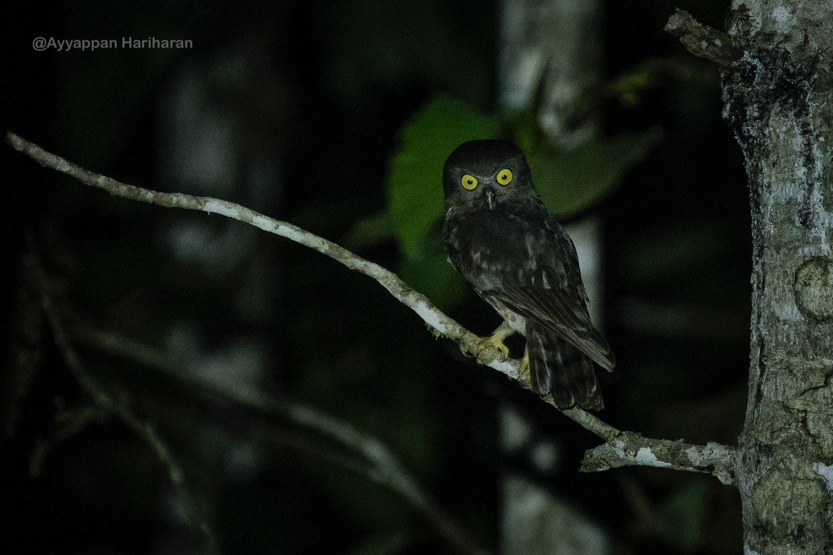 Andaman Boobook. IUCN status: Near threatened Another lifer.I loved this shot from far & it turning its head. A very shy bird, u get only one second with this one. Have an #owlsome week ahead. #IndiAves #BBCWildlifePOTD #natgeoindia #SonyAlpha #BirdsSeenIn2024 @Britnatureguide