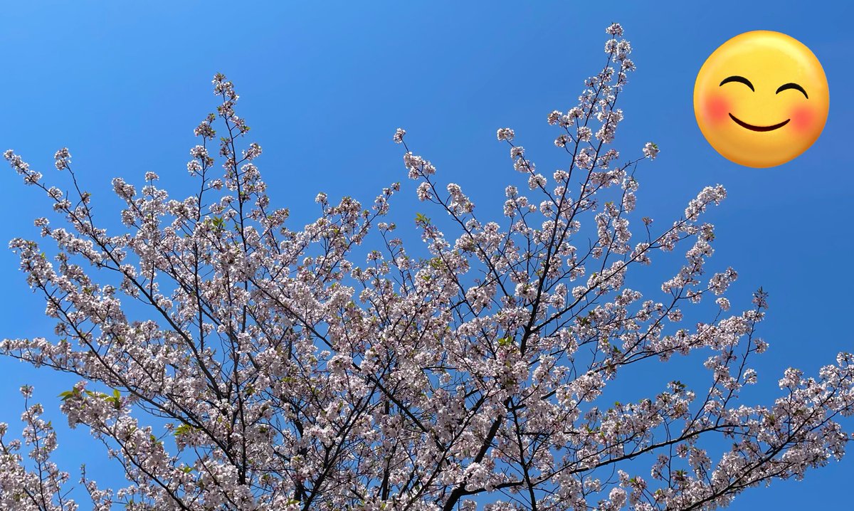 お昼のおばらきー🌞 週末はお花見日和でしたね🌸 県庁前にもきれいな桜並木ができていて、毎日見るだけでも嬉しい気分になっちゃいます☺️ そして皆さん！今日は18時に新しい動画を公開予定ですよ〜！ 楽しみにしててくださいねっ🥳