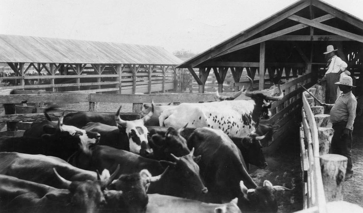 Dipping cattle at the La Parra Ranch in deep South Texas. The ranch was founded by Mifflin Kenedy, Capt. Richard King's partner in a mutual steamboat company, and at one time reached 500,000 acres in size. Courtesy the The Portal to Texas History .
