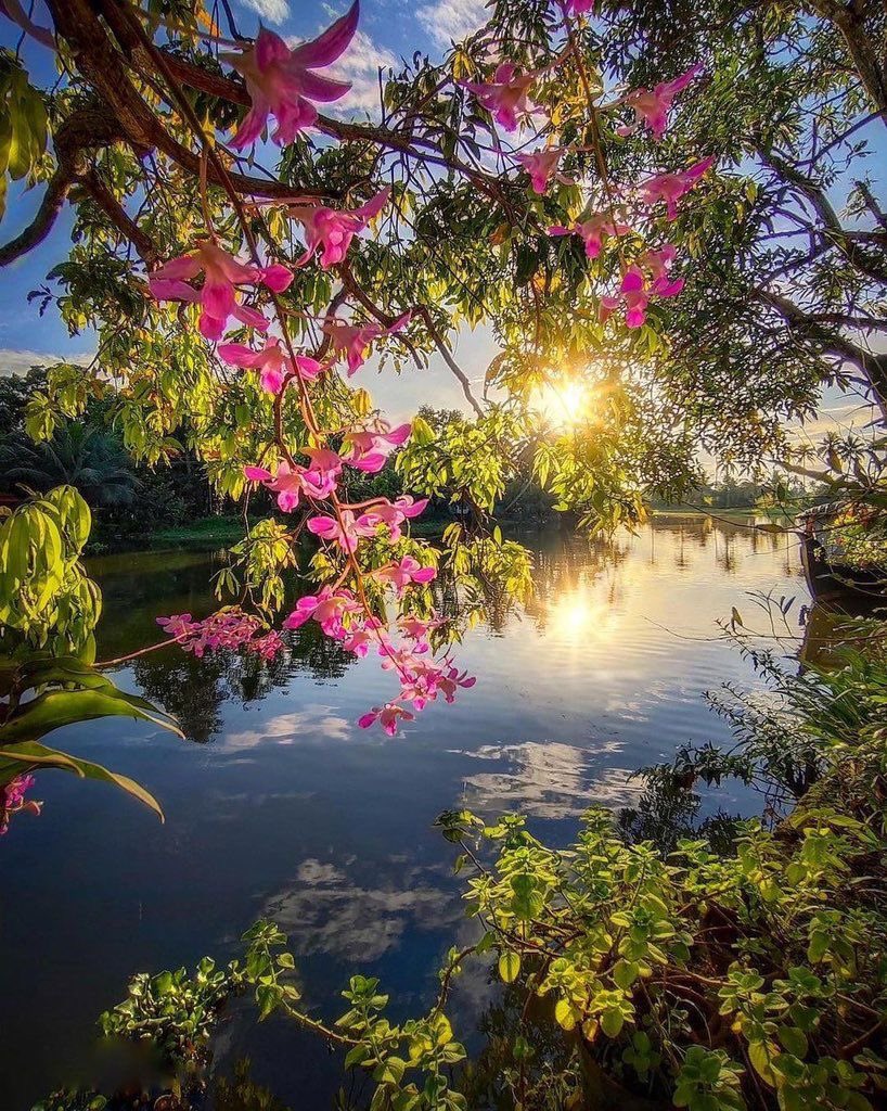 Good Morning Everyone ..🌸🌞🌸