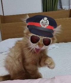 KTz0r's tweet photo. #何回でもポストしたくなるお気入りの一枚を見せて 
私の可愛い愛猫
子猫時代 https://t.co/Y3s0sPHk6x