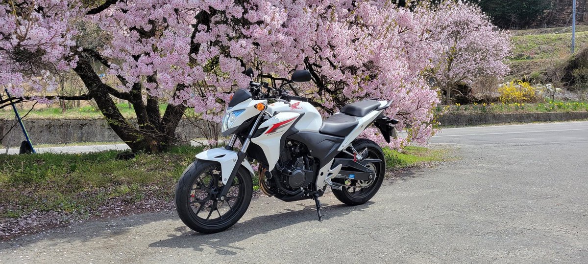 満開の桜！
