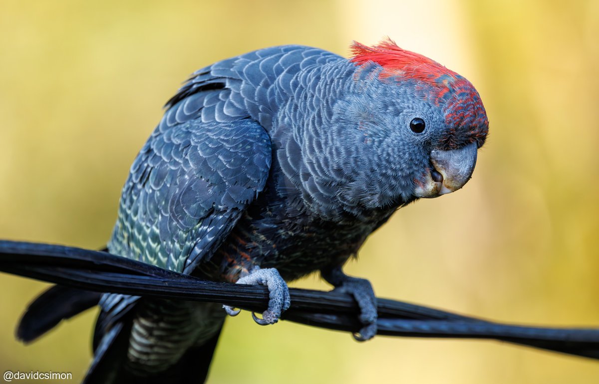 Baby Gang-gang Cockatoo! Juvenile male to be precise.