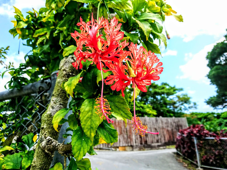 沖縄風景 ハイビスカス         
#おはようございます #花 
#花が好き #花のある生活 #写真 
#沖縄 #風景 #景色 #絶景 #風景写真 
#スマホ写真 #花の写真 #カメラ 
#沖縄好きな人と繋がりたい 
#写真で伝えたい私の世界 #青空 
#ファインダー越しの私の世界 
#TLを花でいっぱいにしょう